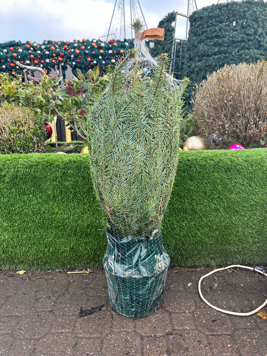 2-3ft Nordmann Fir Real Xmas Tree - 80-100cm - Pot Grown - Abies Fraseri - Freshly Cut Christmas Trees