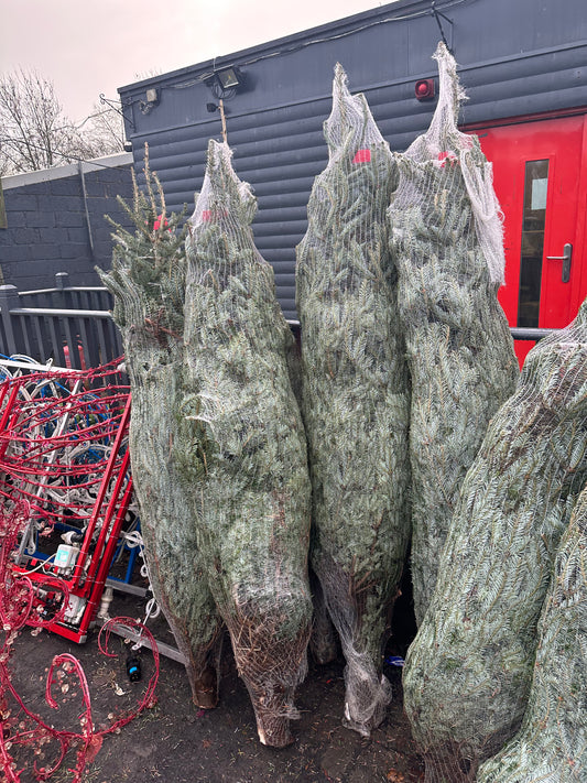 7ft Real Christmas Tree - Fraser Fir Premium - 6.5-8ft 200-225cm - available now