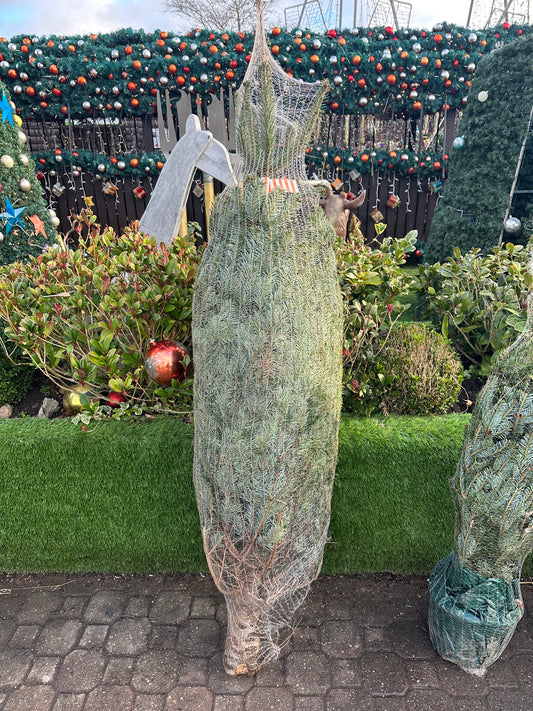 Nordmann Fir Real Christmas Tree - 5-6ft 150-175cm