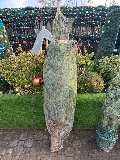 Nordmann Fir Real Christmas Tree - 5-6ft 150-175cm
