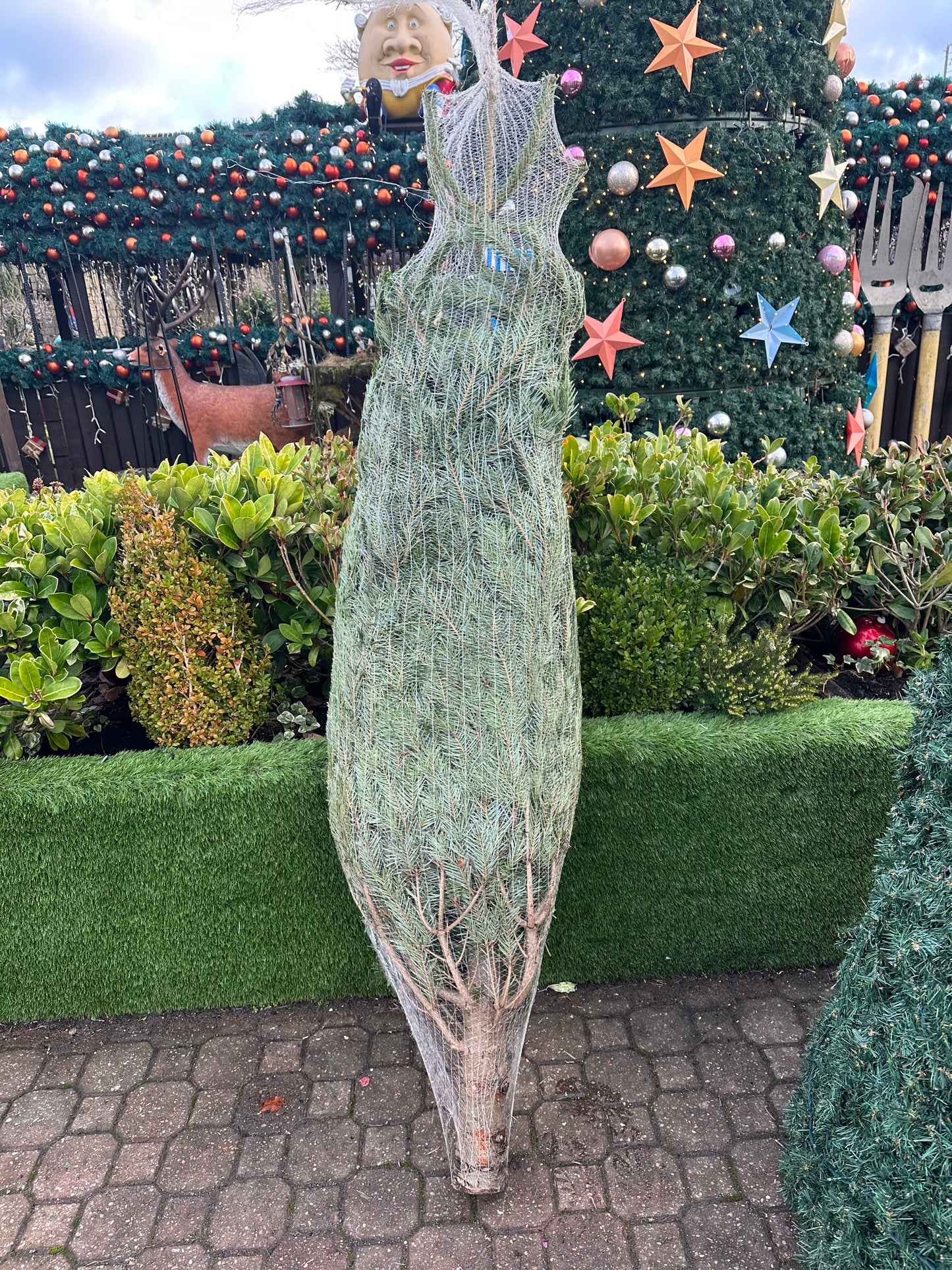 6.5-8ft Nordmann Fir 200-250cm - Real Xmas trees