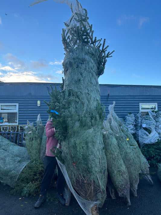 11.5 - 13ft Real Christmas Tree - Nordman Fir (350-400cm) premium Tree