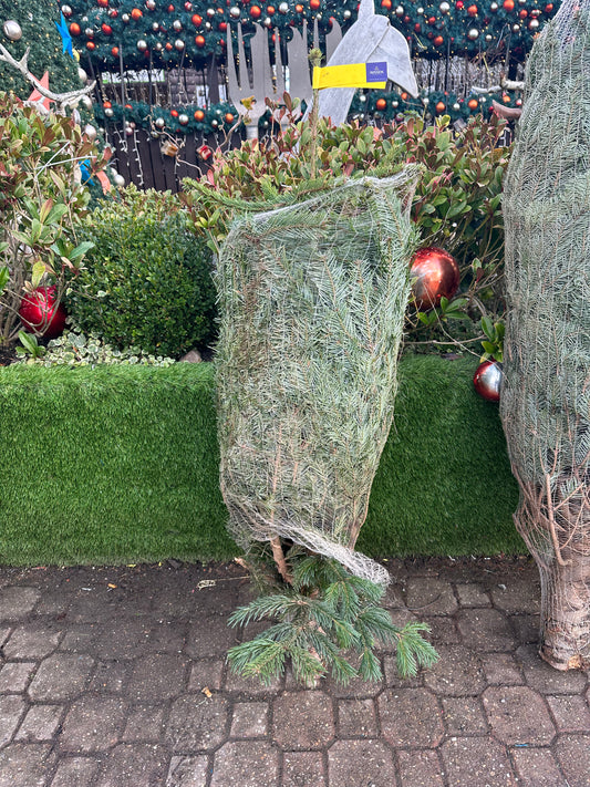 Nordmann Fir Real Christmas Trees - 4-5ft 125-150cm - Great price available now